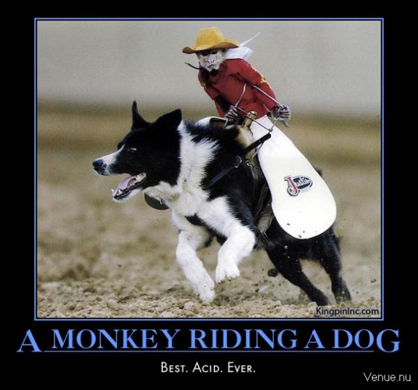 a monkey riding a dog